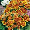 557160-tagetes-patula-disco-flame-pygmy-golden-yellow-with-blotch