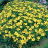 557500-tagetes-tenuifolia-lemon-gem