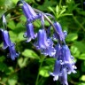 735870-hyacinthoides-non-scripta