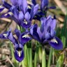736130-iris-reticulata-harmony-pixie
