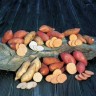 880009-zoete-aardappels-zelf-stekken