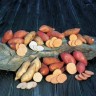 880153-zoete-aardappel-stekmateriaal