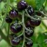 291171-kerstomaat-blue-berries-blueberry