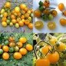 291182-kerstomaat-cerise-jaune-abel-mirabelle-jaune-golden-abel