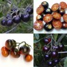 291187-pingpongtomaat-clackamas-blueberry