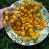 291192-olijftomaatje-cuban-yellow-grape