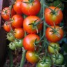 291200-pingpongtomaat-gardener-delight