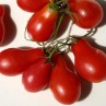 291700-kerstomaat-red-pearshaped-red-cluster-pear-red-fig
