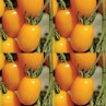 291870-kerstomaat-yellow-debut-f1-golden-sweet-f1