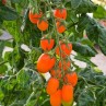 291940-roma-tomaat-aviro-f1-bhn-783-f1-orange-sunshine