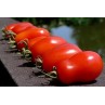 292010-roma-tomaat-san-marzano-nano