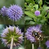 335350-blauwe-knoop