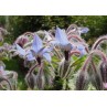 338000-borage-gewone-blauwe