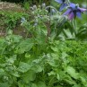 338005-borage-gewone-blauwe