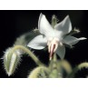 338050-borage-bianca