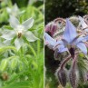 338070-borage-mixed