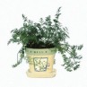 341900-dille-fernleaf-compatto