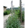 583920-delphinium-staphisagria