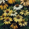 586090-echinacea-purpurea-mellow-yellows