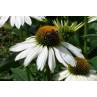 586200-echinacea-purpurea-white-swan