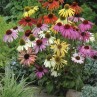 586290-echinacea-hybriden-dreamcoat-paradiso