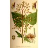 603600-scrophularia-nodosa