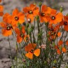 604782-stylomecon-heterophylla
