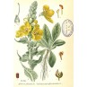 605805-verbascum-phlomoides