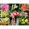 641370-canna-indica-hybriden-mixed-hybrids