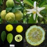 642100-citrus-jambhiri