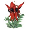 642200-clianthus-formosus