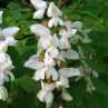 652500-robinia-pseudoacacia