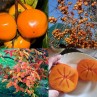 822405-kaki-hana-fuyu-yotsundani-giant-fuyu