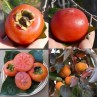 822410-kaki-persimoen-nikita-gift