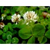 392300-witte-klaver-jura-haifa-merwi-bombus-apolo