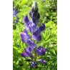 392900-blauwe-bittere-lupine-azuro-karo