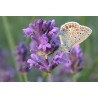 594100-lavandula-angustifolia-munstead-strain