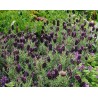 594140-lavandula-stoechas