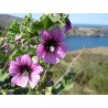 594150-lavatera-arborea