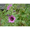 594160-lavatera-arborea-variegata