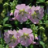 594190-lavatera-thuringiaca