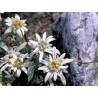 594400-leontopodium-alpinum