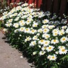 594540-leucanthemum-maximum-hybriden-white-breeze
