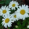 594550-leucanthemum-maximum-hybriden-zilverprinses