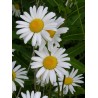 594600-leucanthemum-vulgare