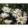 594700-leucanthemum-vulgare-meikoningin