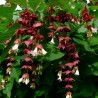 594900-leycesteria-formosa