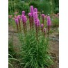 595000-liatris-spicata-rosy-purple-kobold