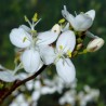 595100-libertia-grandiflora
