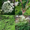 595150-ligusticopsis-wallichiana